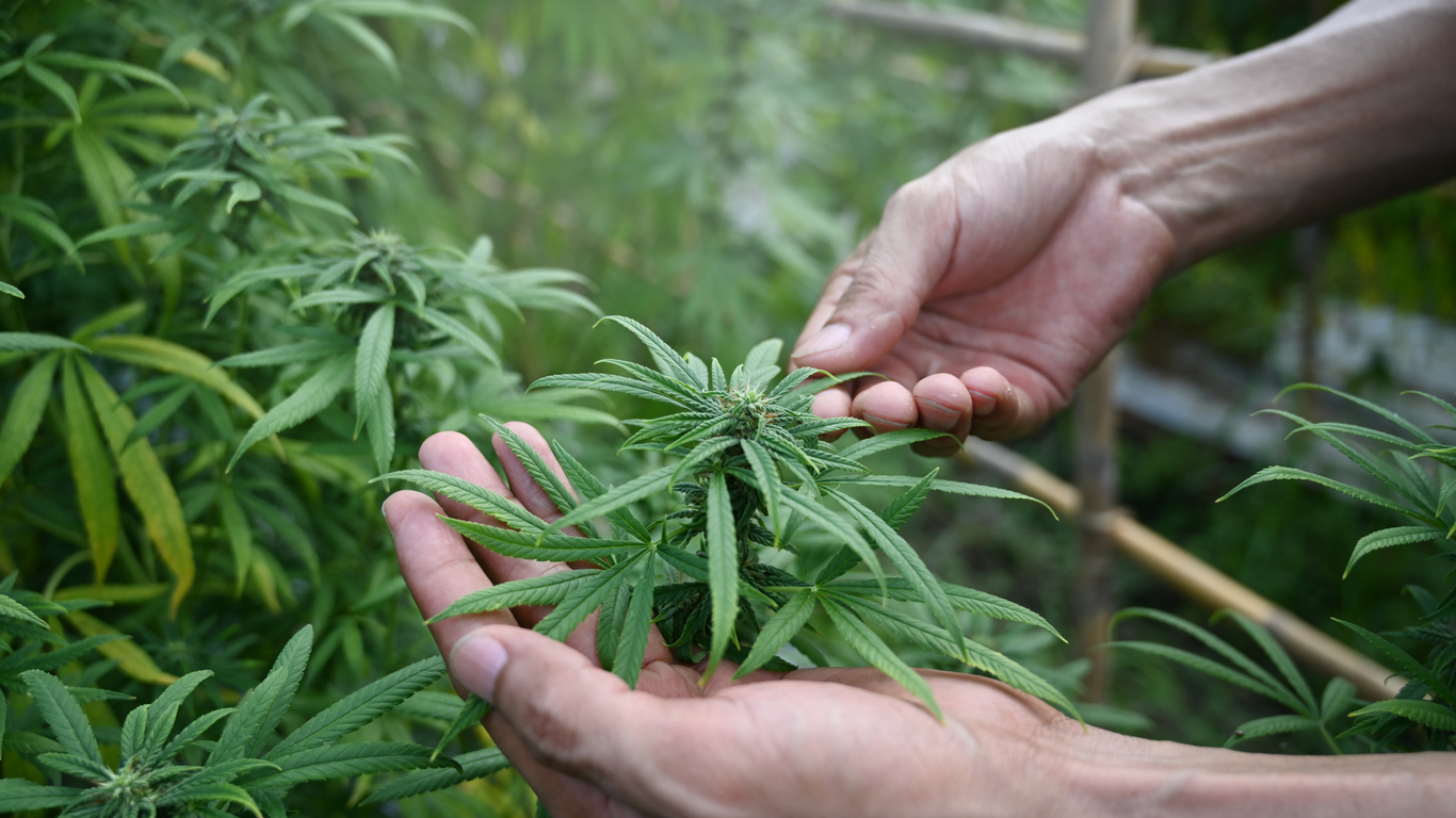 Is Mail Order Weed Legal in Lexington, KY?